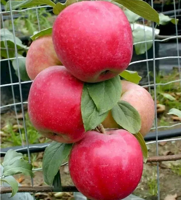 rød ananas æbletræ frugttræ